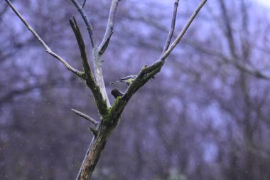 Güzel botanik fotoğrafı, doğal duvar kağıdı.