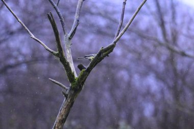 Tomurcukları, tomurcukları ve karlı ağaç dalları - dallarla kaplı.