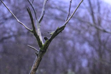Doğal manzaranın güzel manzarası