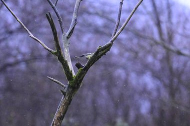 Ağaç dalındaki kuşun yakın çekimi.