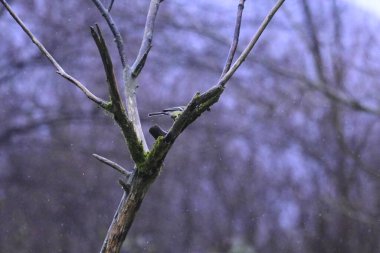 Daldaki bir kuşun yakın plan çekimi.