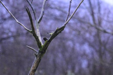 Doğadaki kuş, vahşi yaşam