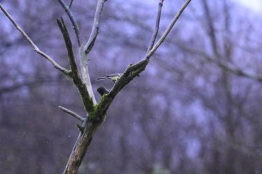 Arka planda kar olan bir ağacın yakın plan görüntüsü.