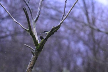 Ormandaki bir ağacın yakın çekimi.