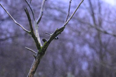 Ormanda yeşil yapraklı bir ağaç dalı.