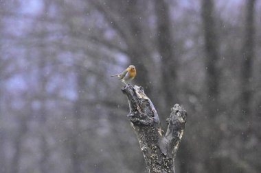 Ağaç dalında bir kuş