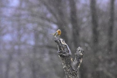 Ormandaki güzel kuş