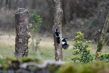 Avrasya tımarhanesi, sitta europaea, ormanda, Polonya.