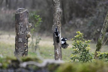 Avrasya tımarhanesi - ıspanak - ıspanak - paea - ormanda bir kuş