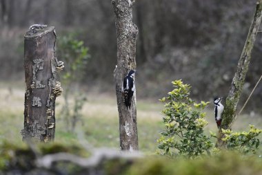 Ormandaki bir kütükteki kuş.