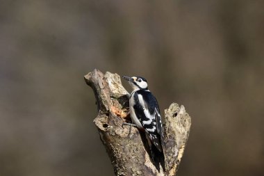great tit ( parus caerulea ) in the wild