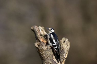 Hollanda 'da bir ağaç gövdesindeki büyük tımarhane (pach europaea)