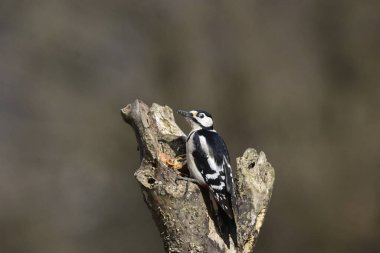 ağaç üzerinde büyük benekli ağaçkakan