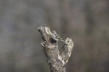 great tit, bird in nature