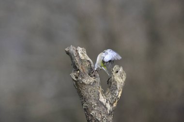 Gri balıkçıl (lodea cinerea )