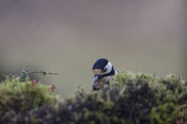 Avrasya tımarhanesi, paitta europaea