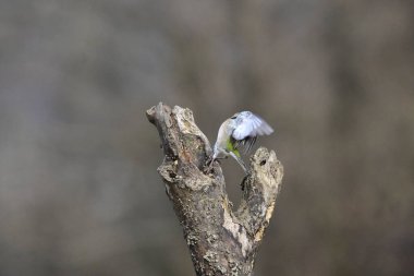 Ormanda bir ağacın dalında bir kuş oturuyor.