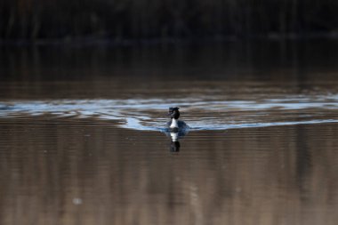 bir göl üzerinde ördek