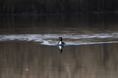 Siyah kuyruklu Godwit (Godlimosa )