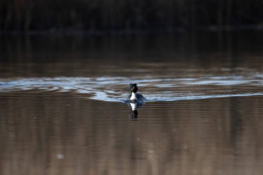Siyah boyunlu kaz (podices rucrulis)
