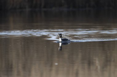 Siyah başlı ördek, pothonia diensis, Romanya 'nın doğal rezervi.
