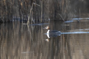 Doğal yaşam ortamında yaygın yağ (ruficinficus crificolina)..