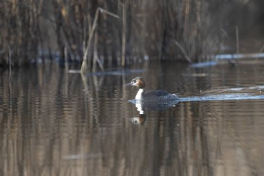 Orman ördeği (ananas thrhynchos) )