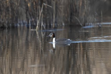 Sıradan kaz, ananta canadensis