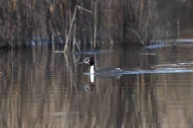 Büyük beyaz ördek (pothina) )