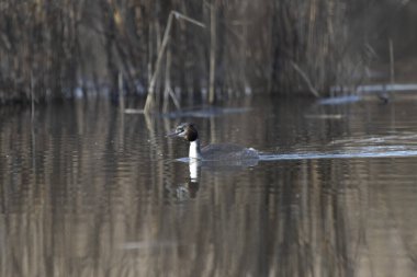 svasso maggiore (Podiceps cristatus), un elegante uccello acquatico