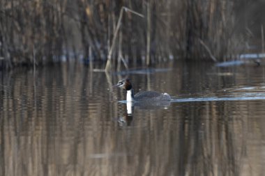 svasso maggiore (Podiceps cristatus), un elegante uccello acquatico