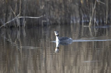 svasso maggiore (Podiceps cristatus), un elegante uccello acquatico