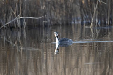 svasso maggiore (Podiceps cristatus), un elegante uccello acquatico