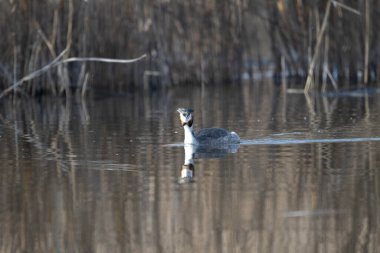 svasso maggiore (Podiceps cristatus), un elegante uccello acquatico