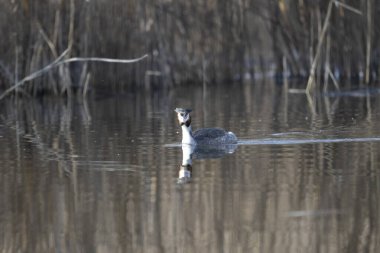 svasso maggiore (Podiceps cristatus), un elegante uccello acquatico