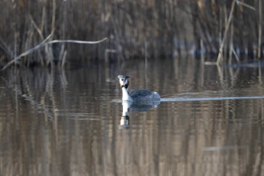 Kanada kazları kışın