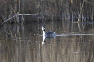 Gri balıkçıl, Ardea cinerea, doğal ortamında