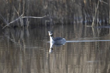 Vahşi doğada bir kuş