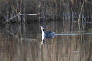 Kış mevsiminde doğal yaşam ortamında yaygın olarak görülen grebe.
