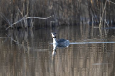 büyük grebe, grebe, podicolrecristatus, erkek, yetişkin ve erkek