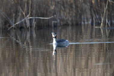 canada goose ( branta canadensis )