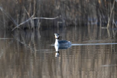 Büyük gri ördek, Ardea nebulisa, göldeki yuvasında duruyor.