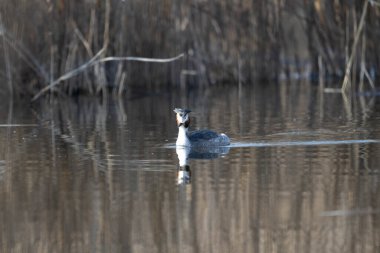 Kanada kazı, Branta kanadensis