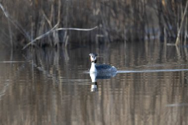 bir göl kenarında büyük tepeli batağan.
