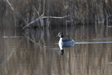 Sıradan kaz, anser bratislava
