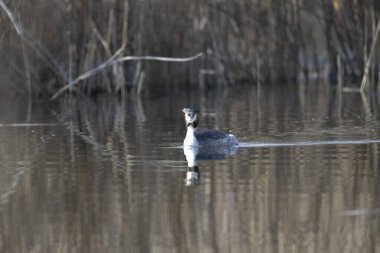 Doğal bir yaşam alanında büyük ibikli grebe (podiceps kristali)
