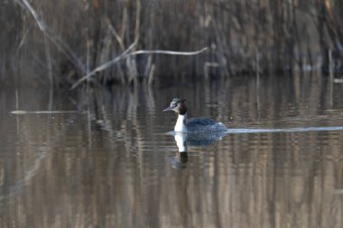 Beyaz kuyruklu ördek (anas thlimosa) Kuzey Ontario, Kanada 'da bir gölette yüzmektedir..