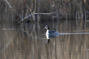Normal bir ortamda yaygın (fulica atra).