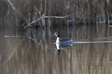 Kanada kazları (branta canadensis )