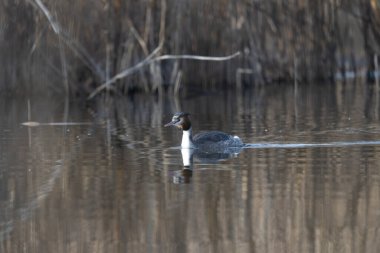 Büyük ibikli grebe, podisepsler, statü, yüzme